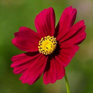 1000 Cosmos Red Dazzler Flower Seeds – Attracts Bees, Butterflies, Birds – NON-GMO