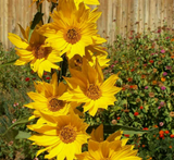 250 Maximilian Sunflower Seeds Helianthus Maximiliani
