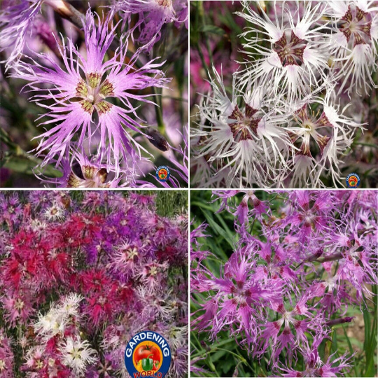 world flower seeds 500 Dianthus Rainbow Loveliness Mixed Flower Seeds – The Gardening World