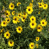 75 Prairie Sunflower Flower Seeds Helianthus petiolaris