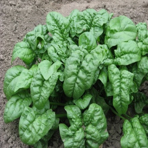 500 Giant Noble Spinach Spinacea Oleracea Vegetable Seeds