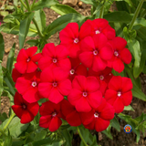 200 Red Drummond Phlox Drummondii Flower Seeds