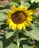 75 Sunflower ‘Sunspot’ Flower Seeds Helianthus annuus