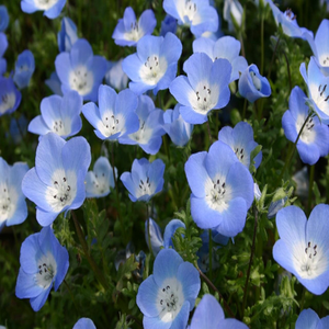 500 Baby Blue Eyes Flower Seeds Nemophila menziesii