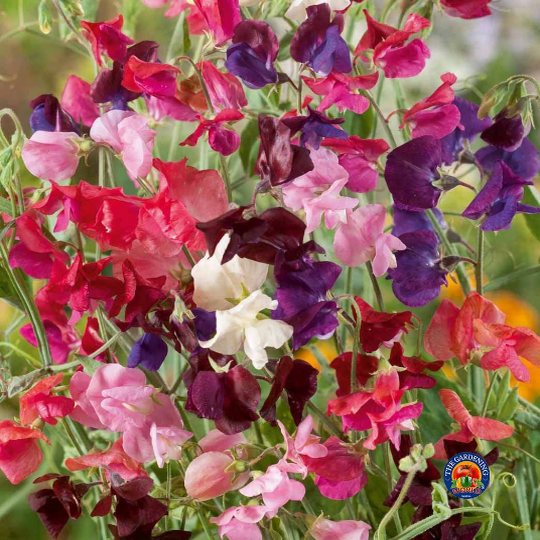 45 Sweet Pea Seeds ‘Heirloom Mix’ Flower Seeds Annual Lathyrus odoratus