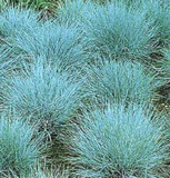 2000 BLUE FESCUE Fesnea Glauca Ornamental Grass Seeds Festuca ovina glauca