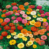 1000 Zinnia Thumbelina Mix Flower Seeds Zinnia Elegans