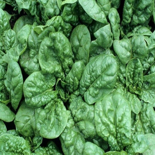 250 Organic BLOOMSDALE SPINACH Seeds Long Standing