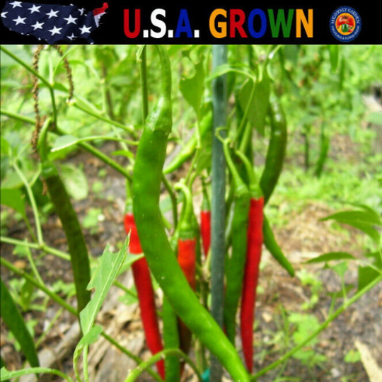 100 Organic Red Cayenne Chili Peppers Seeds Long Heirloom Gardening