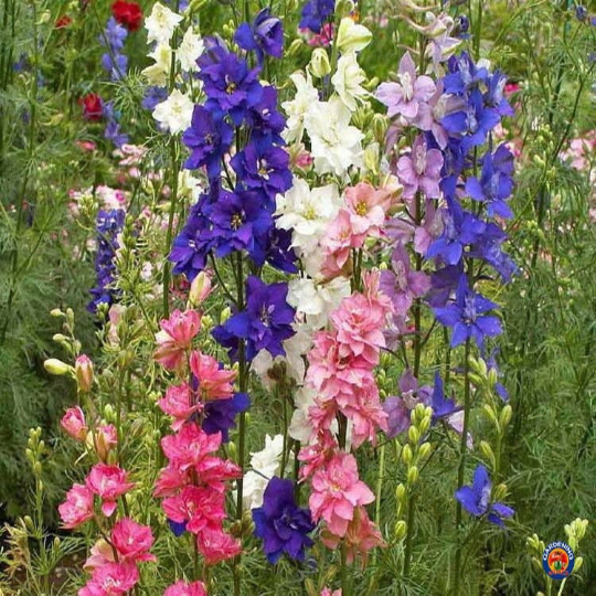 1000 Delphinium Rocket Larkspur Seeds Giant Imperial Mix – The ...