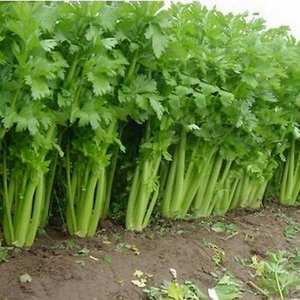 1000 Tall Utah 52-70 Celery Seeds