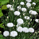 500 Tall White Bachelor Button Cornflower Flower Seeds