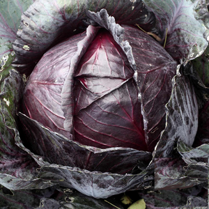 250 Red Acre Cabbage Seeds Heirloom