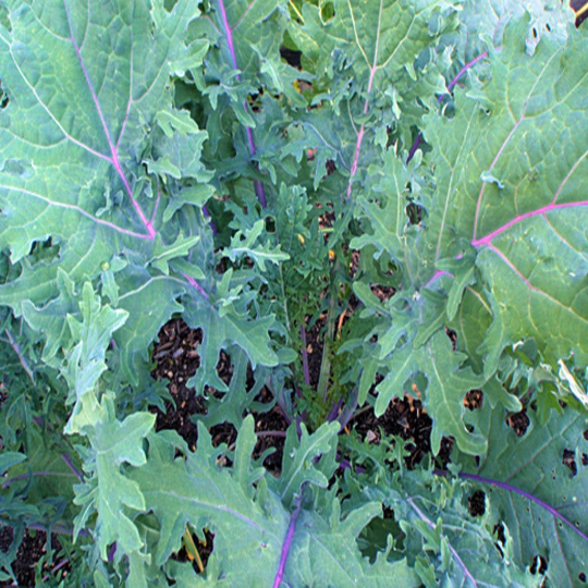 500 Heirloom Red Russian Kale Seeds Brassica Oleracea – The Gardening World