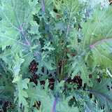 500 Heirloom Red Russian Kale Seeds Brassica Oleracea