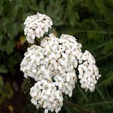 1000 White Yarrow Achillea Millefolium Flower Herb Seeds