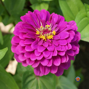 100 Zinnia Purple Prince Flower Seeds Zinnia Elegans