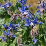 150 BLUE STAR BORAGE Borago Officinalis Herb Flower Seeds