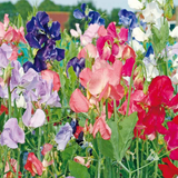 40 Sweet Pea Seeds ‘Early Multiflora Mix’ Flower Seeds Annual Lathyrus odoratus