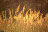 500 Indian Grass Seeds Native Prairie Wildflower Clumping Ornamental Perennial