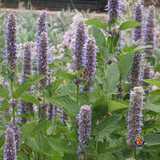 500 Purple Giant Hyssop Seeds Agastache Rugosa Blu Licorice