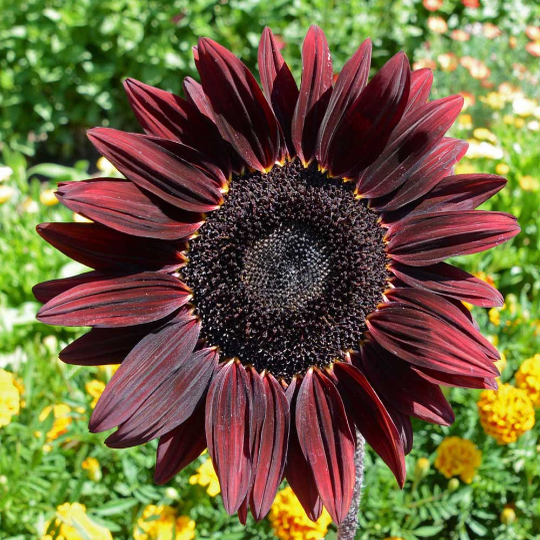 75 Sunflower ‘Chocolate Cherry’ Flower Seeds Helianthus annuus