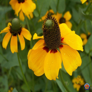 5000 Clasping Coneflower Flower Seeds Rudbeckia Dracopis Amplexicaulis