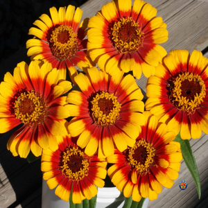 1oz Zinnia Elegans ‘Sombrero’ Flower Seeds (Approx 5000 Seeds)