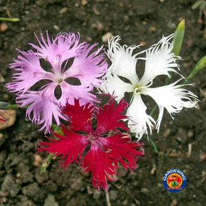 250 Fringed Pinks Dianthus Superbus Flower Seeds Fragrant