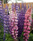 100 Russell Lupine Flower Seeds Lupinus polyphyllus Perennial