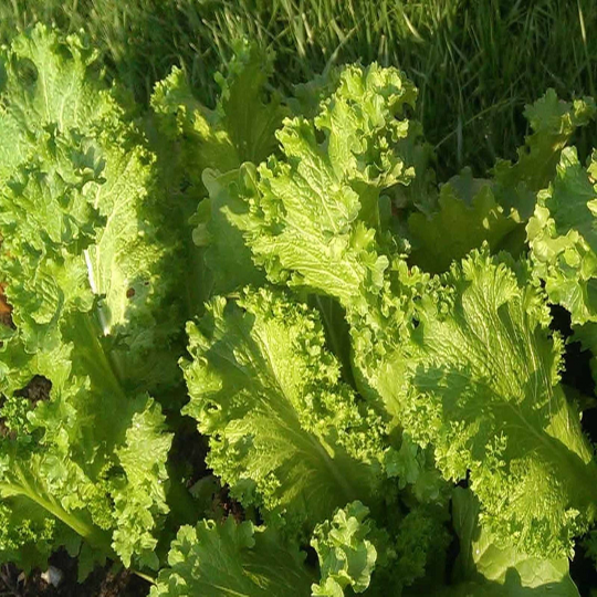 2000 Southern Giant Curled Mustard Greens Seeds