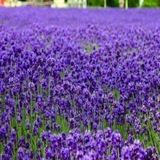 1000 English Lavender Seeds Lavandula angustifolia Flower Herb