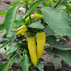 100 Organic Hungarian Sweet Wax Banana Pepper Seeds Heirloom