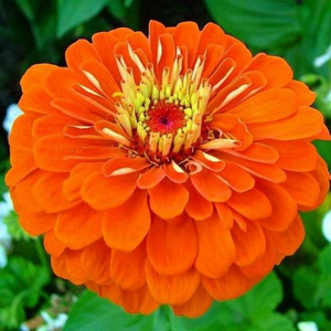 75 Zinnia Orange King Flower Seeds Zinnia Elegans