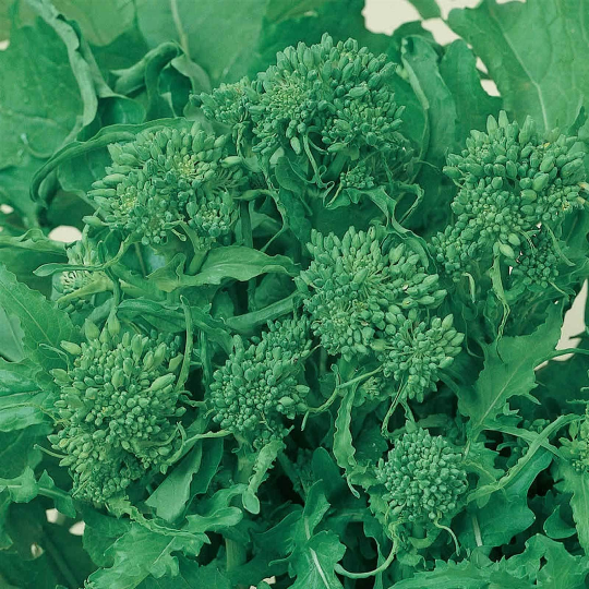 250 Certified Organic Raab Rapini Broccoli Seeds