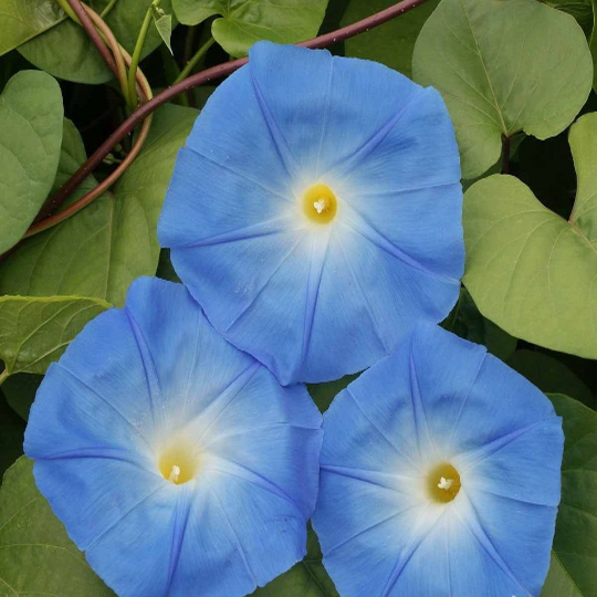 200+ Heavenly Blue Morning Glory Seeds - Fresh Climbing Vine Flower Seeds