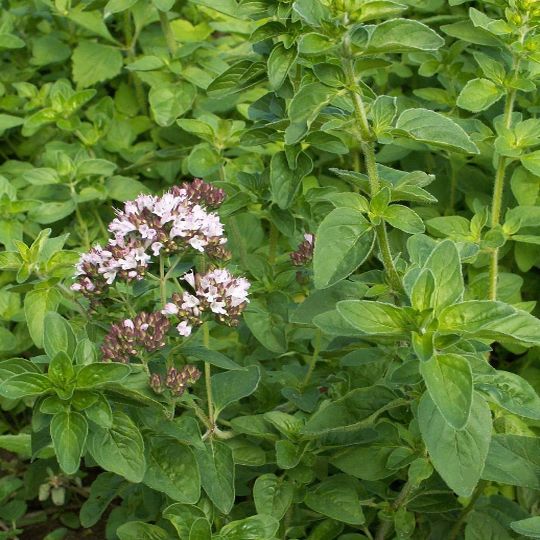 oregano seeds planting 1000 Italian Oregano Seeds Heirloom Herb – The Gardening World