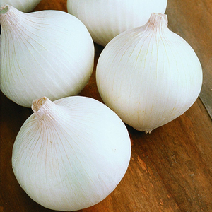 250 Sweet White Spanish Onion Seeds Allium Cepa