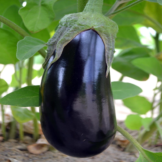 250 Black Beauty Eggplant Seeds Heirloom