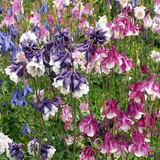 250 Dwarf Columbine Aquilegia Flower Seeds Mixed Colors