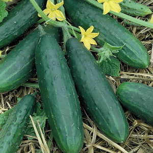 150 Spacemaster 80 Cucumber Seeds