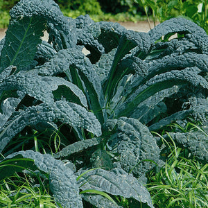 500 Lacinato Kale Seeds Heirloom