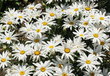 500 DWARF SHASTA DAISY Chrysanthemum Flower Seeds "Silver Princess"