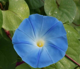 100 Morning Glory Heavenly Blue Flower Seeds