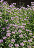 1oz Bergamot Medicinal Herb Flower Seeds Monarda fistulosa (Apprx 90,000 Seeds)