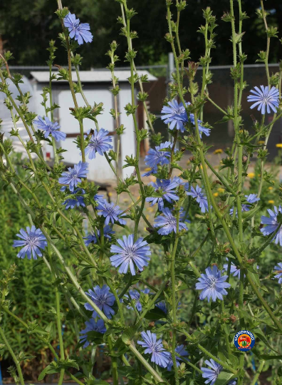500 Chicory Seeds Cichorium intybus – The Gardening World