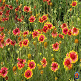 250 Gaillardia Aristata Perennial Indian Blanket Flower Seeds