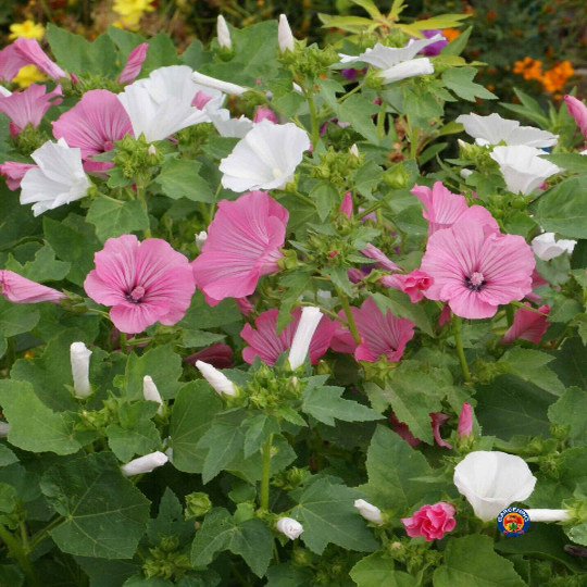 lavatera flower seeds 1oz Rose Mallow Flower Seeds Pink/White Tree Mallol Lavatera (Aprox 43 –  The Gardening World