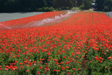 5000 Red Corn Poppy Flower Seeds Papaver rhoeas