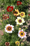 200 Painted Daisy Mix Flower Seeds Chrysanthemum carinatum